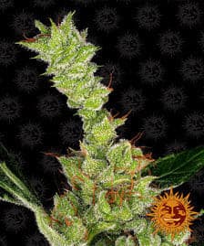 Buy Barneys Farm Dr Grinspoon Cannabis Seeds Pack of 5 in Manchester