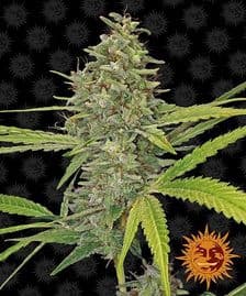 Buy Barneys Farm G13 Haze Cannabis Seeds Pack of 5 in Manchester