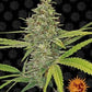 Buy Barneys Farm G13 Haze Cannabis Seeds Pack of 10 in Manchester