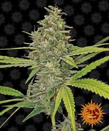 Buy Barneys Farm G13 Haze Cannabis Seeds Pack of 10 in Manchester