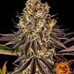 Buy Barneys Farm Gelato 45 Cannabis Seeds Pack of 10 in Manchester