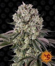Buy Barneys Farm Glookies Cannabis Seeds Pack of 10 in Manchester