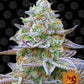 Buy Barneys Farm Gorilla Zkittlez Cannabis Seeds Pack of 10