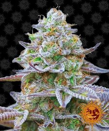 Buy Barneys Farm Gorilla Zkittlez Cannabis Seeds Pack of 10