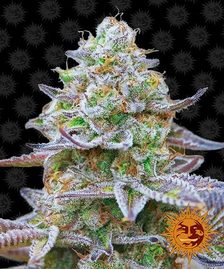 Buy Barneys Farm Gorilla Zkittlez Cannabis Seeds Pack of 1 UK