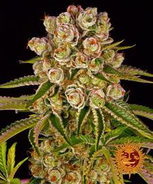 Buy Barneys Farm Kush Mintz Cannabis Seeds Pack of 10 in Manchester