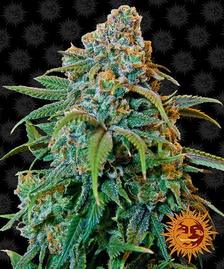 Buy Barneys Farm Liberty Haze Cannabis Seeds Pack of 10 in Manchester