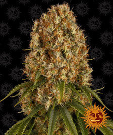 Buy Barneys Farm Orange Sherbert Cannabis Seeds Pack of 10 in Manchester