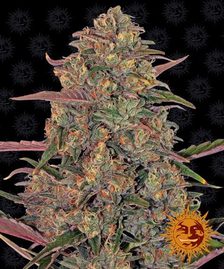 Buy Barneys Farm Pineapple Chunk Cannabis Seeds Pack of 5 in Manchester