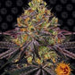 Buy Barneys Farm Watermelon Zkittlez Cannabis Seeds Pack of 10 in Manchester