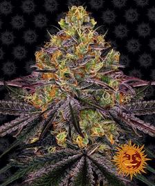 Buy Barneys Farm Watermelon Zkittlez Cannabis Seeds Pack of 10 in Manchester