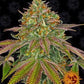 Buy Barneys Farm Wedding Cake Cannabis Seeds Pack of 5 in Manchester