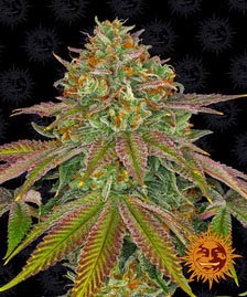 Buy Barneys Farm Wedding Cake Cannabis Seeds Pack of 10 in Manchester