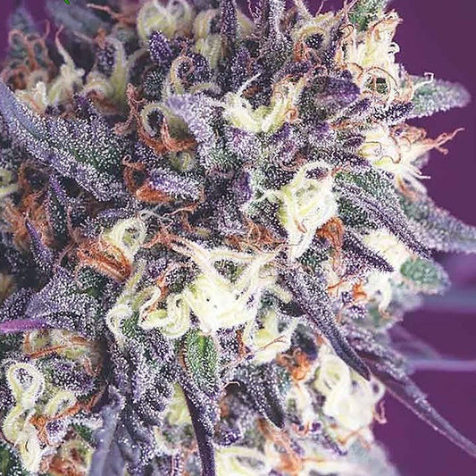 Buy Anesia Seeds Super Glue Cannabis Seeds UK