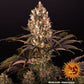 Barneys Farm Blueberry OG Cannabis Seeds Pack of 10 in Manchester