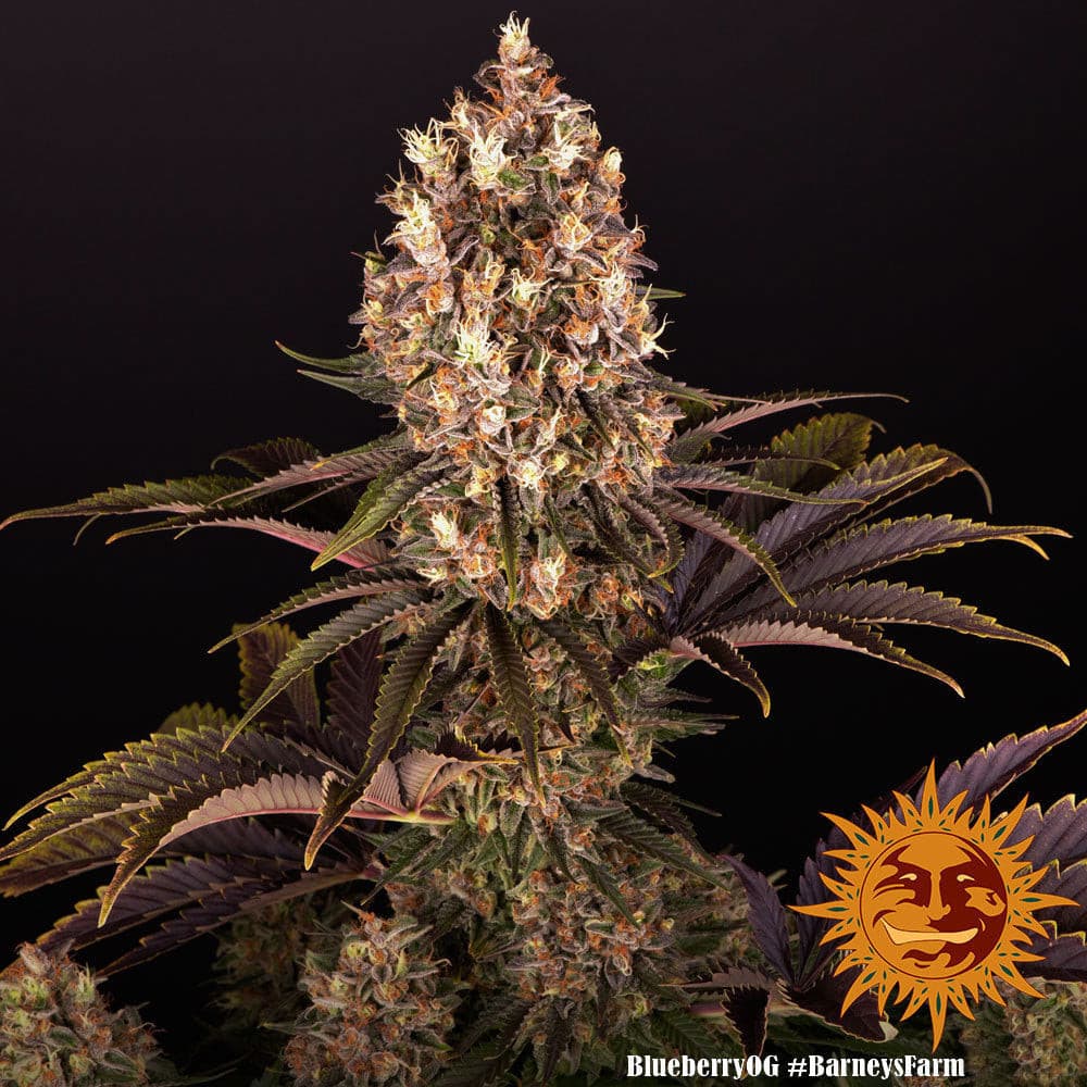 Barneys Farm Blueberry OG Cannabis Seeds Pack of 10 in Manchester