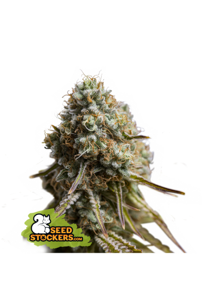 Buy Seedstockers Wedding Glue Auto Cannabis Seeds UK