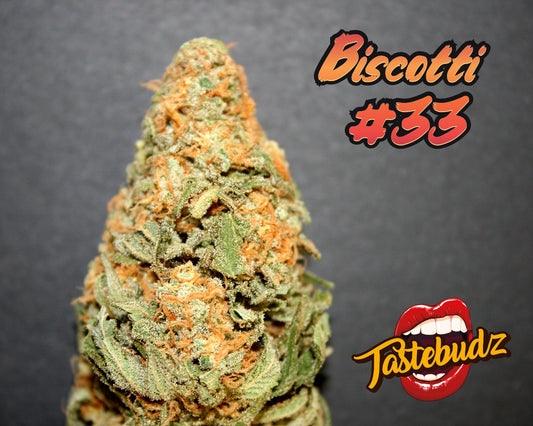 Buy Tastebudz Biscotti #33 Auto Cannabis Seeds UK