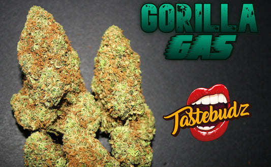 Buy Tastebudz Gorilla Gas Auto Cannabis Seeds UK