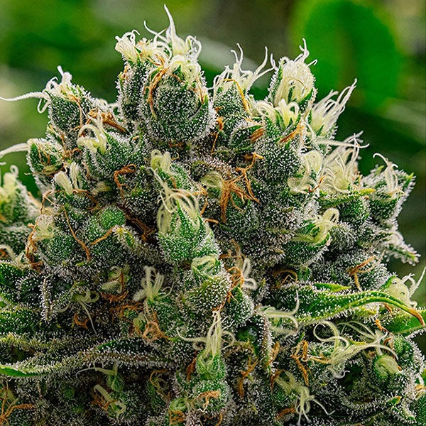 White Runt Blunts Buy Anesia Seeds White Runtz Cannabis Seeds UK – Manchester Cannabis Seeds