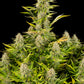 Buy Dinafem Amnesia Kush Cannabis Seeds Pack of 5 Manchester