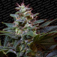 Sweet Purple Feminized