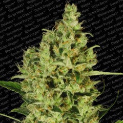 Delahaze Feminized