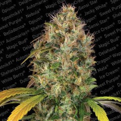 Dutch Kush Feminized