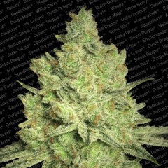 Jacky White Feminized