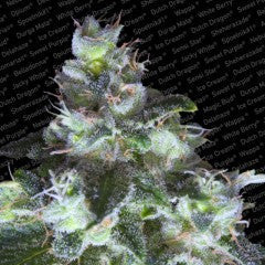 Original White Widow Feminized