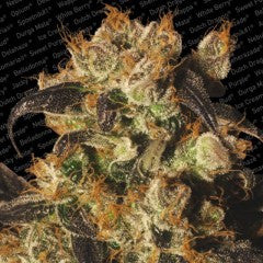 White Berry Feminized