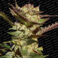 Durga Mata (The Mother Goddess) Feminized