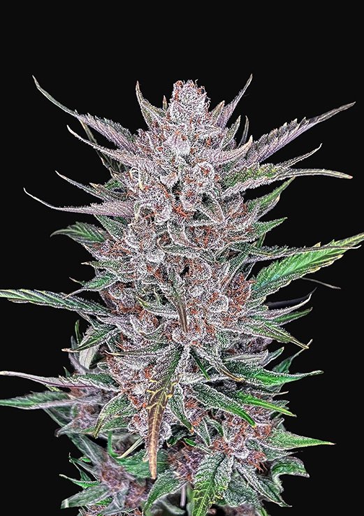 Buy Fast Buds Gorilla Punch Pack of 10 Cannabis Seeds in Manchester