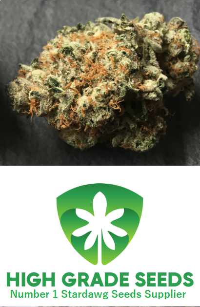 Buy Feminised Stardawg Cannabis Seeds UK