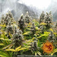 Buy Barneys Farm Pineapple Chunk Cannabis Seeds Pack of 5 in Manchester