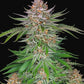 Buy Fast Buds Strawberry Pie Cannabis Seeds Pack of 10 UK