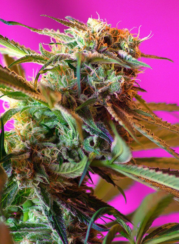 Sweet Seeds Wild Rose Feminized Cannabis Seeds